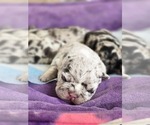 Small #7 French Bulldog
