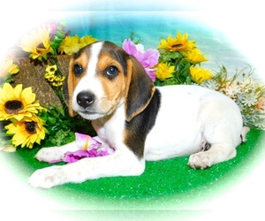 Jack-A-Bee Puppy for sale in HAMMOND, IN, USA