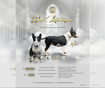 Small Bull Terrier