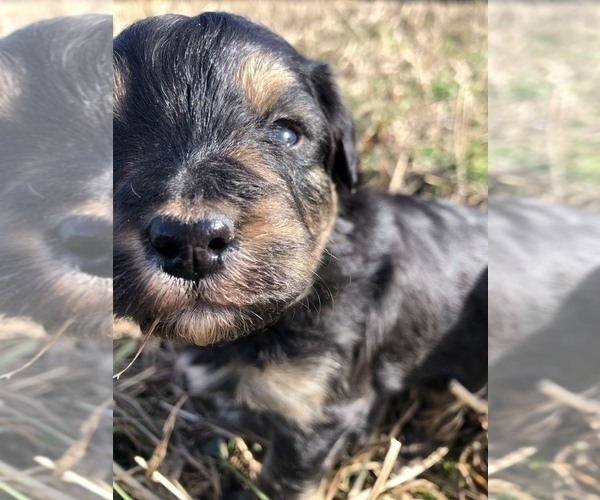 Medium Photo #2 Aussiedoodle Puppy For Sale in CASEY CREEK, KY, USA