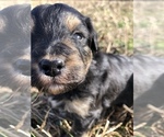Small Photo #2 Aussiedoodle Puppy For Sale in CASEY CREEK, KY, USA