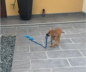 Mutt Dogs for adoption in Virginia Beach, VA, USA