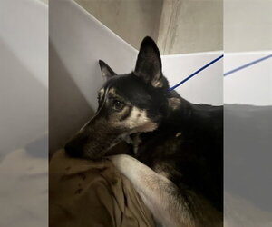 German Shepherd Dog Dogs for adoption in San Bernardino, CA, USA