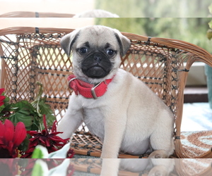Jug-Pug Mix Puppy for sale in SHILOH, OH, USA
