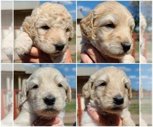 Labradoodle Puppy for sale in PEARSALL, TX, USA