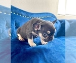 Small #7 French Bulldog