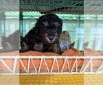 Small #4 Bernedoodle (Miniature)
