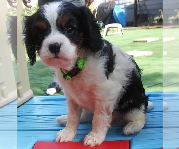 Medium Photo #6 Cavalier King Charles Spaniel Puppy For Sale in HOWLAND, OH, USA