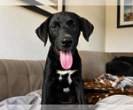 Small #3 Labrador Retriever Mix
