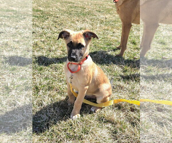 Medium Photo #4 Shepradors Puppy For Sale in New London, WI, USA