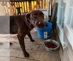 Small #3 Labrador Retriever Mix
