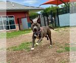 Small American Staffordshire Terrier Mix