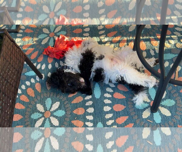 Medium Photo #6 Poodle (Miniature) Puppy For Sale in Rustburg, VA, USA