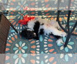 Small #5 Poodle (Miniature)