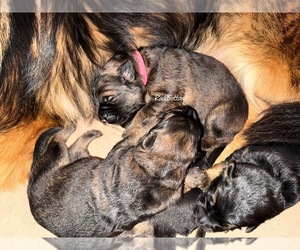 German Shepherd Dog Puppy for sale in MORRILTON, AR, USA