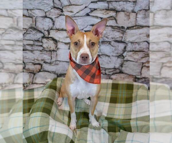 Medium Photo #2 Mutt Puppy For Sale in Kennesaw, GA, USA