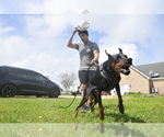 Small #11 Doberman Pinscher