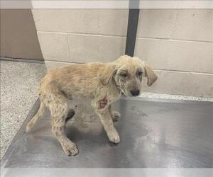 Labrador Retriever-Unknown Mix Dogs for adoption in Conroe, TX, USA