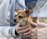 Small Photo #2 Jack Chi Puppy For Sale in Princeton, MN, USA