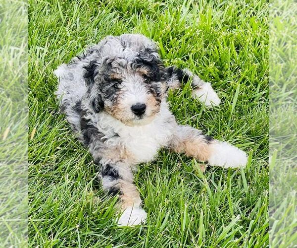 Medium Photo #3 Bernedoodle (Miniature) Puppy For Sale in HENDERSONVILLE, NC, USA