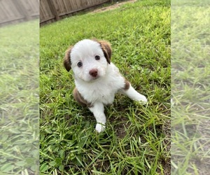Miniature Australian Shepherd Puppy for sale in BROOKER, FL, USA