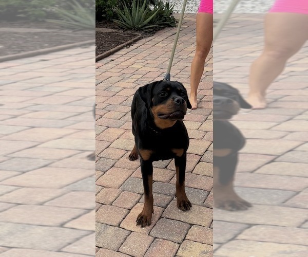 Medium Photo #4 Rottweiler Puppy For Sale in SATELLITE BEACH, FL, USA