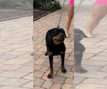 MaryJane - Female Rottweiler Dog for Adoption - Photo #4