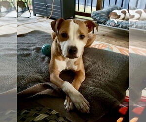 Dash - Male Mutt Dog for Adoption - Photo #4