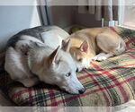 Small #10 Siberian Husky Mix