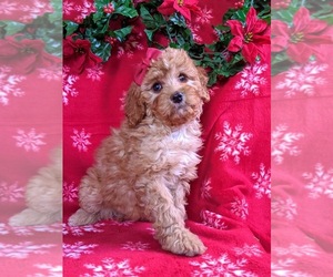 Cavapoo Puppy for sale in BIRD IN HAND, PA, USA