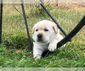 Labrador Retriever Puppy for sale in AUGUSTA, WI, USA