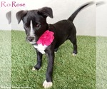 Small Border Collie Mix
