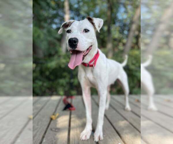 Medium Photo #1 Mutt Puppy For Sale in Elmsford, NY, USA
