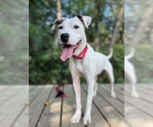 Mutt Dogs for adoption in Elmsford, NY, USA