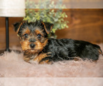 Small Yorkshire Terrier