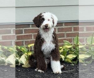 Portuguese Water Dog Puppy for sale in WESTERVILLE, OH, USA