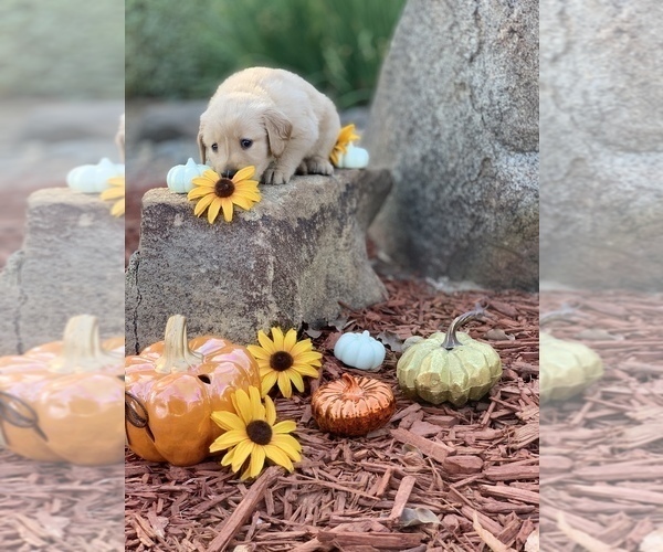Medium Photo #5 Golden Retriever Puppy For Sale in MADERA, CA, USA