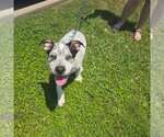 Small #3 Mutt