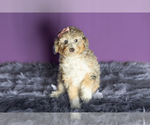 Small Photo #3 Miniature Bernedoodle-Poodle (Miniature) Mix Puppy For Sale in SHIPSHEWANA, IN, USA