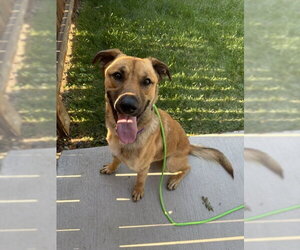 Golden Shepherd Dogs for adoption in Aurora, CO, USA