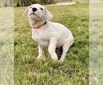 Small Photo #5 Dogo Argentino Puppy For Sale in SAN ANTONIO, TX, USA