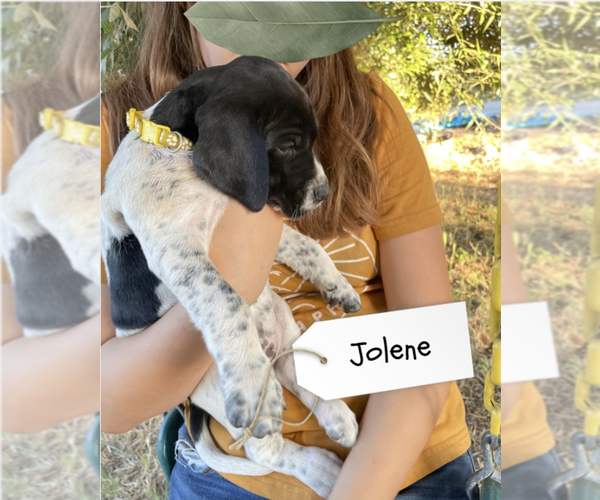 Medium Photo #32 Pointer Puppy For Sale in SACRAMENTO, CA, USA