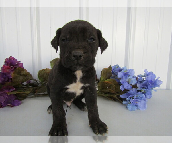 Medium Photo #16 Cane Corso Puppy For Sale in EMPIRE STATE, NY, USA