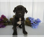 Small Photo #16 Cane Corso Puppy For Sale in EMPIRE STATE, NY, USA