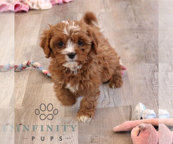 Medium Photo #1 Cavapoo (Miniature) Puppy For Sale in NARVON, PA, USA