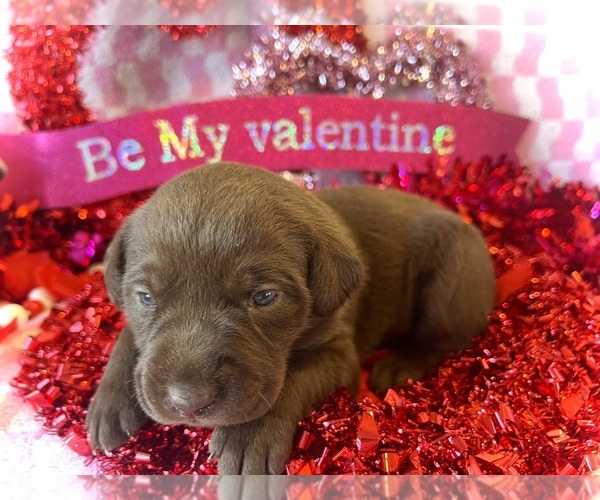 Medium Photo #1 Labrador Retriever Puppy For Sale in CLEVELAND, TN, USA