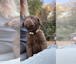 Puppy White collar Chesapeake Bay Retriever