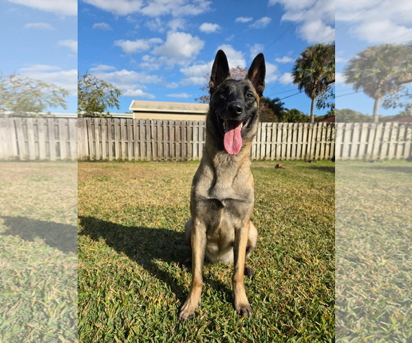 Medium Photo #3 Mutt Puppy For Sale in Plantation, FL, USA