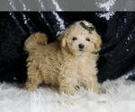 Small #2 Maltipoo