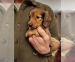 Small #1 Dachshund